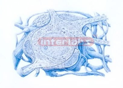 THREE DIMENSIONAL MODEL OF UTRASTRUCTURE OF SYMPHATIC GANGLION CELL